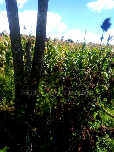 2 Acres on Sale at Flyover Kinangop - Image 9