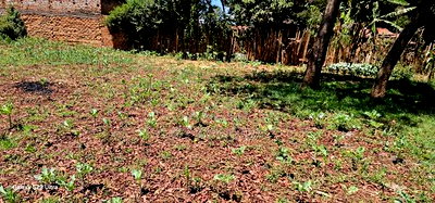 Commercial 1/4 Plot For Sale In Kimumu Eldoret - Image 4