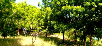 1/2 Acre Beach Plot on Sale in Galu Beach - Image 8