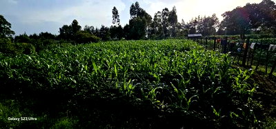 1/2 Acre With 2 Bedrooms for Sale in Kipkenyo Eldoret Simat - Image 1