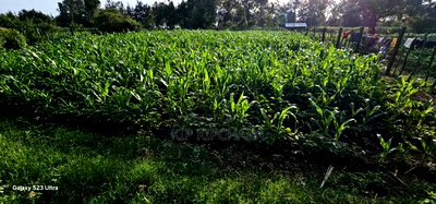 1/2 Acre With 2 Bedrooms for Sale in Kipkenyo Eldoret Simat - Image 4