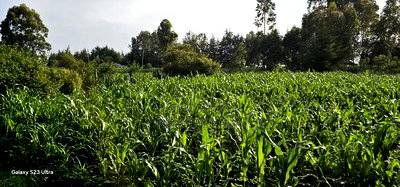 1/2 Acre With 2 Bedrooms for Sale in Kipkenyo Eldoret Simat - Image 2