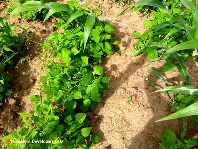 52acres Mulot Area With Ready Title Deed at 600,000 Per Acre. - Image 5