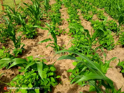 52acres Mulot Area With Ready Title Deed at 600,000 Per Acre. - Image 1