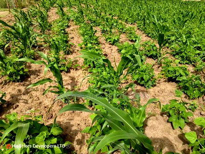 52acres Mulot Area With Ready Title Deed at 600,000 Per Acre. - Image 3