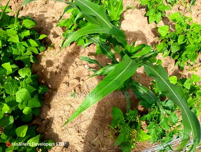 52acres Mulot Area With Ready Title Deed at 600,000 Per Acre. - Image 4