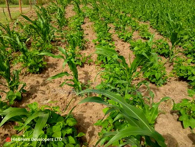 52acres Mulot Area With Ready Title Deed at 600,000 Per Acre. - Image 2