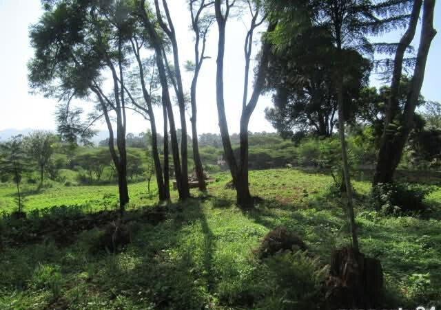 KSh 35M Half Acre Plot in Karen