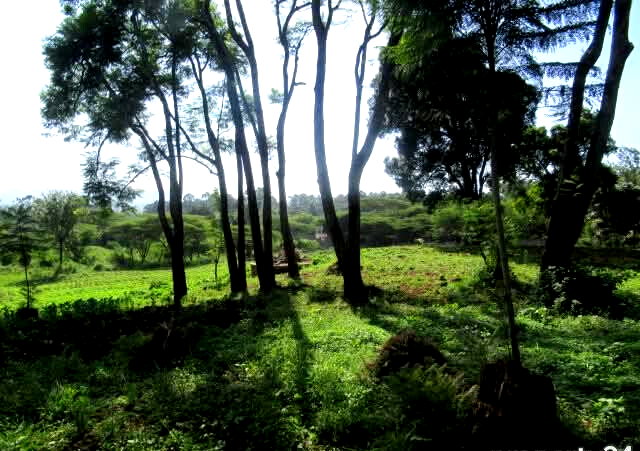 KSh 35M Half Acre Plot in Karen