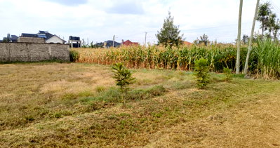 Quarter Acre Kahawa Gem