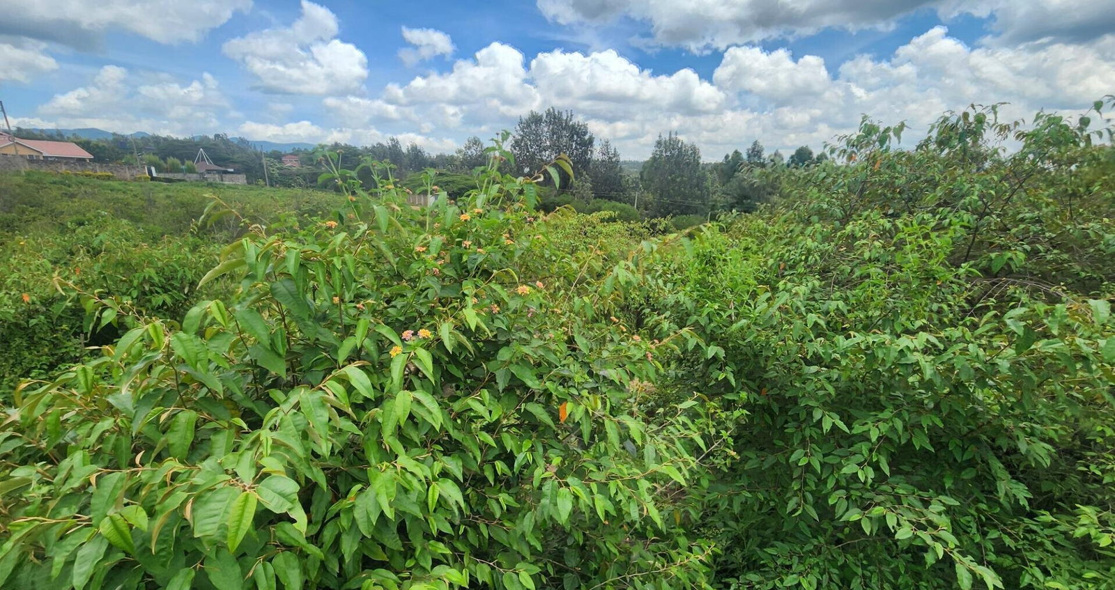 Half Acre Plot for KSh 28M