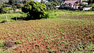 1/8 of an Acre Pieces Ondiri Kikuyu at 4m - Image 5