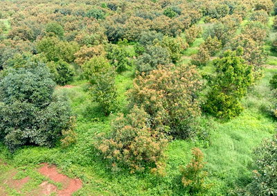1.1 Acres Townhouse in Thika CBD
