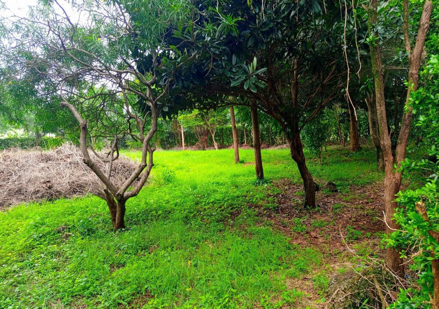 Two Adjacent Plots in Old Kitisuru Behind ISK - KES 55M & 50M