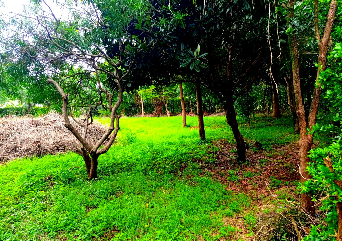 Two Adjacent Plots in Old Kitisuru Behind ISK - KES 55M & 50M