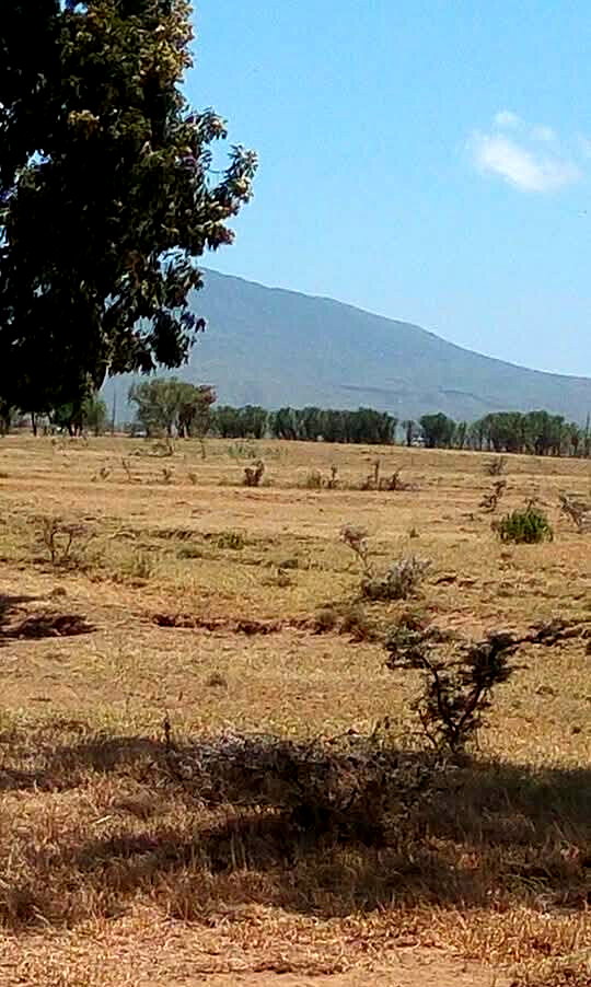 5-Acre Land with Subdivided Plots - Mai Mahiu