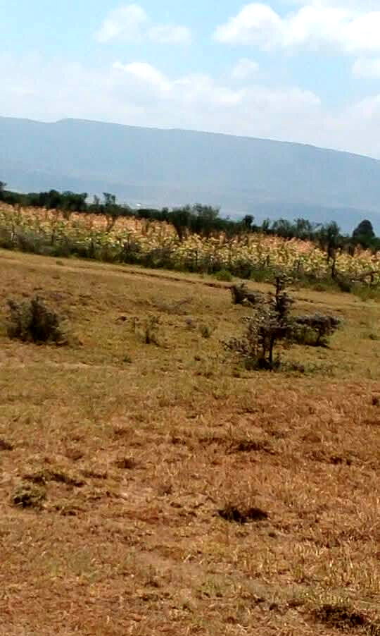 5-Acre Land with Subdivided Plots - Mai Mahiu