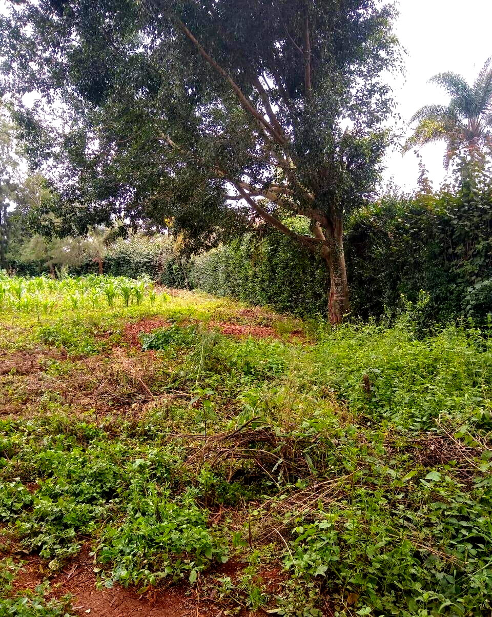11-Acre Commercial Land in Ridgeways