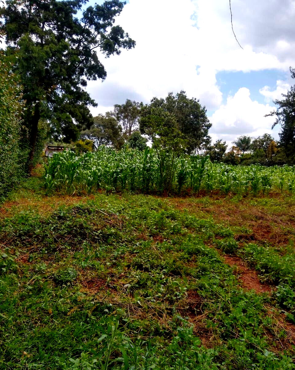 11-Acre Commercial Land in Ridgeways