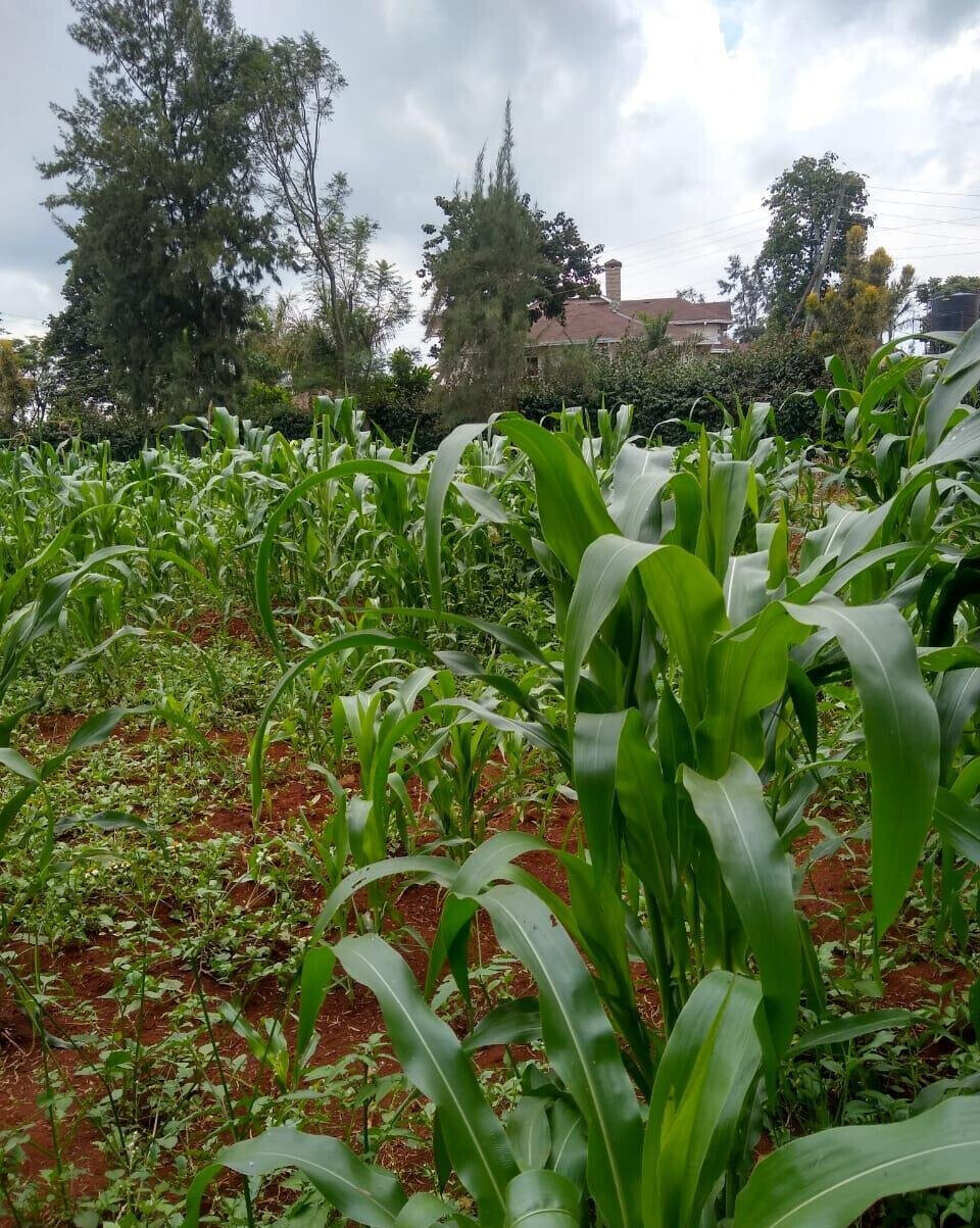 11-Acre Commercial Land in Ridgeways