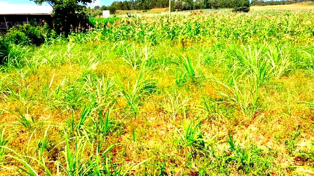 Plot for Sale in Kikuyu Kerwa( Gacuthi )100x100