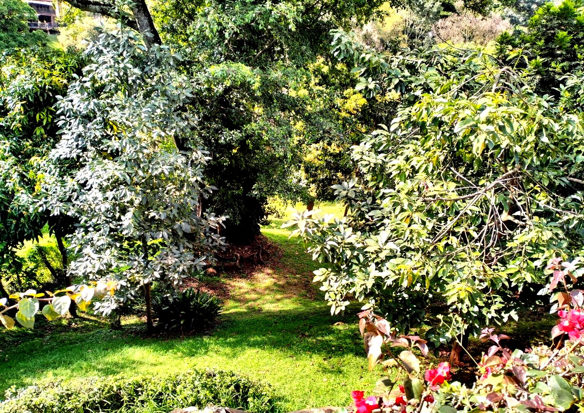 0.2 Acre Lavington Plot with Garden