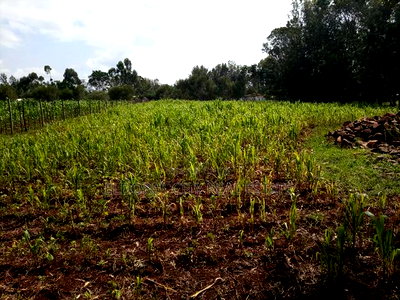 1/2 Acre Kuinet Mti Moja With Title - Image 1