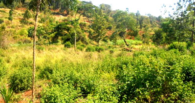 6.3-Acre Plot in Othaya, Nyeri