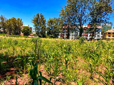 Commercial 3/4 Acre Plot for Sale in Thindigua, Kiambu - Image 5