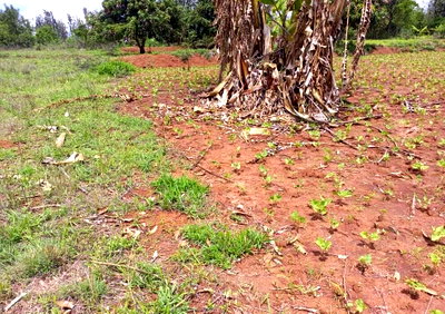 2.5 Acres in Gatanga with Garden