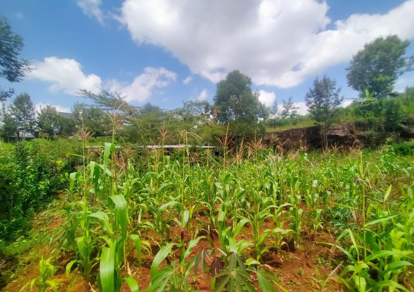 KSh 6.5M Kerarapon Plot