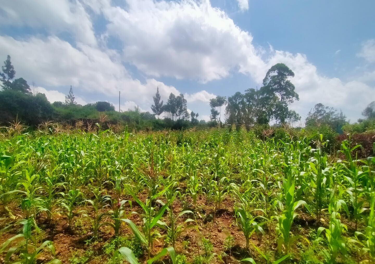 KSh 6.5M Kerarapon Plot