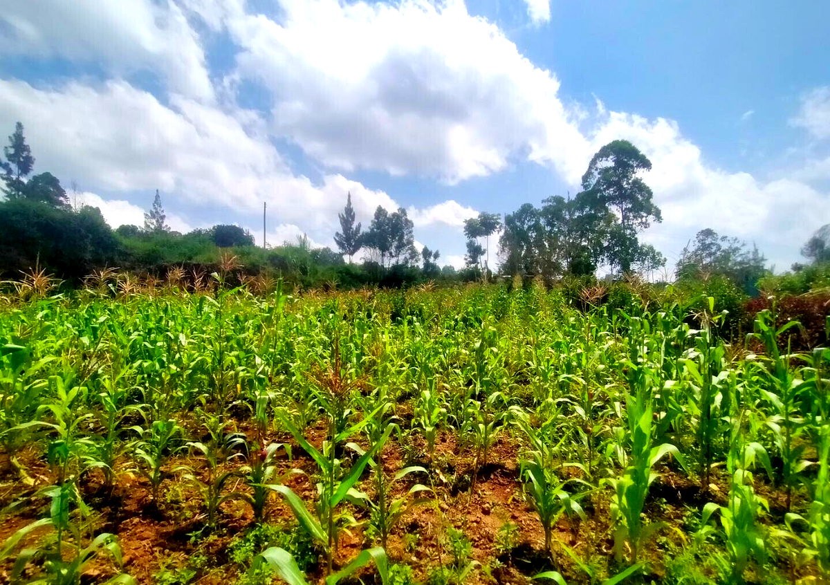 KSh 6.5M Kerarapon Plot