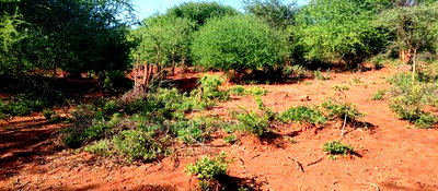 Embu County, Kiambere Agricultural 4acres Land - Image 12