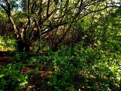 Embu County, Kiambere Agricultural 4acres Land - Image 15