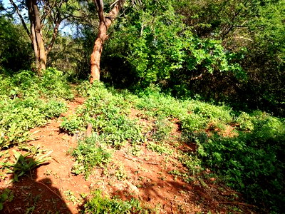 Embu County, Kiambere Agricultural 4acres Land - Image 3