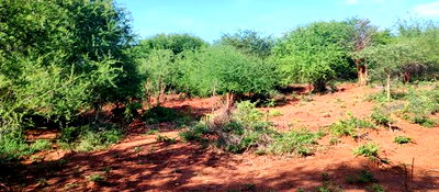 Embu County, Kiambere Agricultural 4acres Land - Image 8