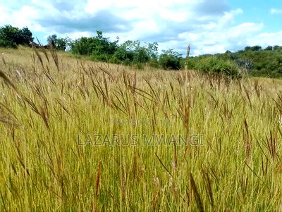 One Acre Mwea Karaba Kikumini Area Wango - Image 9