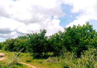 1.1-Acre Farm at KSh 150K