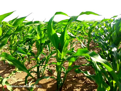 95acres in Narok Mulot Ready Title Deed at 700,000 - Image 4