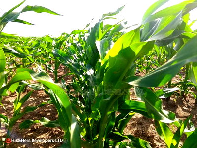 95acres in Narok Mulot Ready Title Deed at 700,000 - Image 1