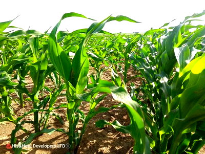 95acres in Narok Mulot Ready Title Deed at 700,000 - Image 3