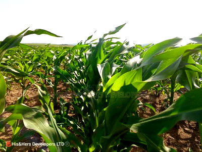 95acres in Narok Mulot Ready Title Deed at 700,000 - Image 2