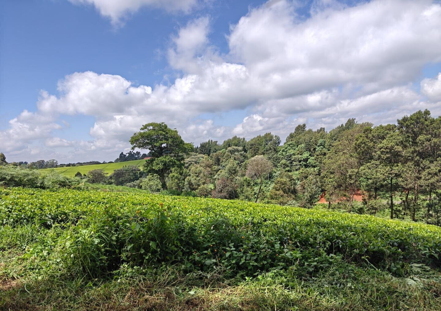12.5-Acre Garden Land with Parking - Kiambu