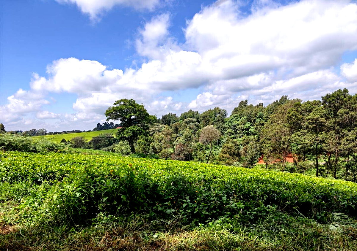 12.5-Acre Garden Land with Parking - Kiambu