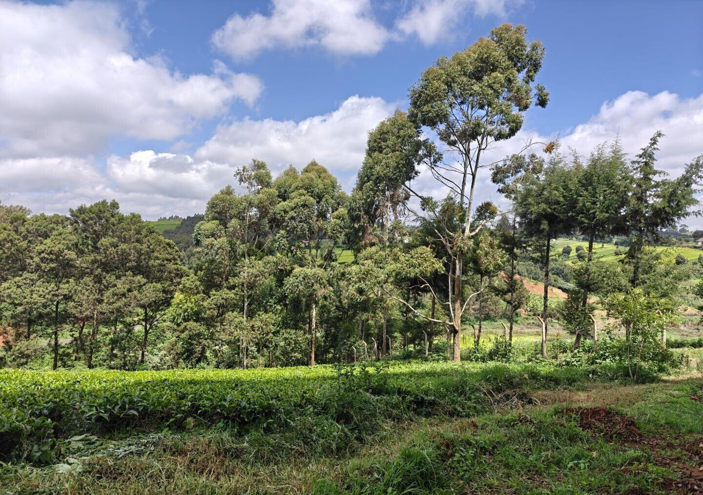 12.5-Acre Garden Land with Parking - Kiambu