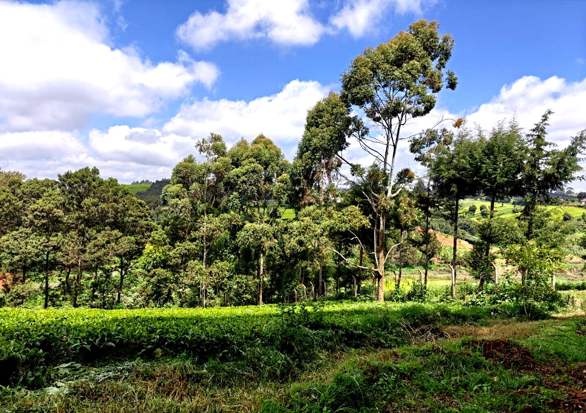 12.5-Acre Garden Land with Parking - Kiambu