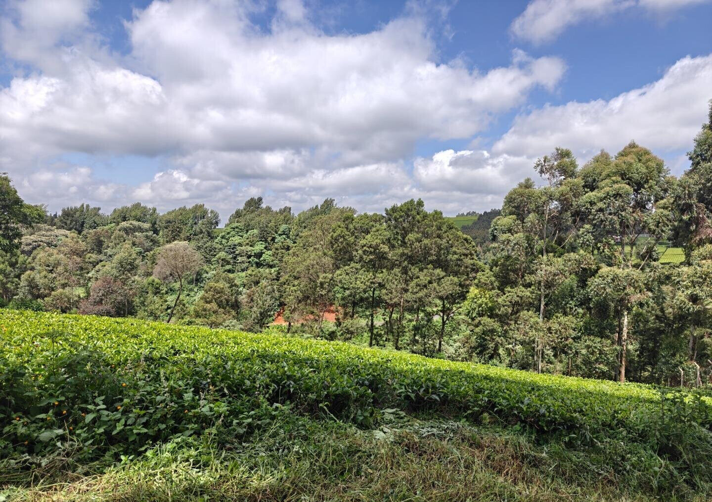 12.5-Acre Garden Land with Parking - Kiambu