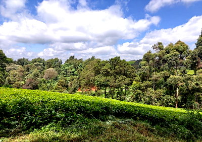 12.5-Acre Garden Land with Parking - Kiambu