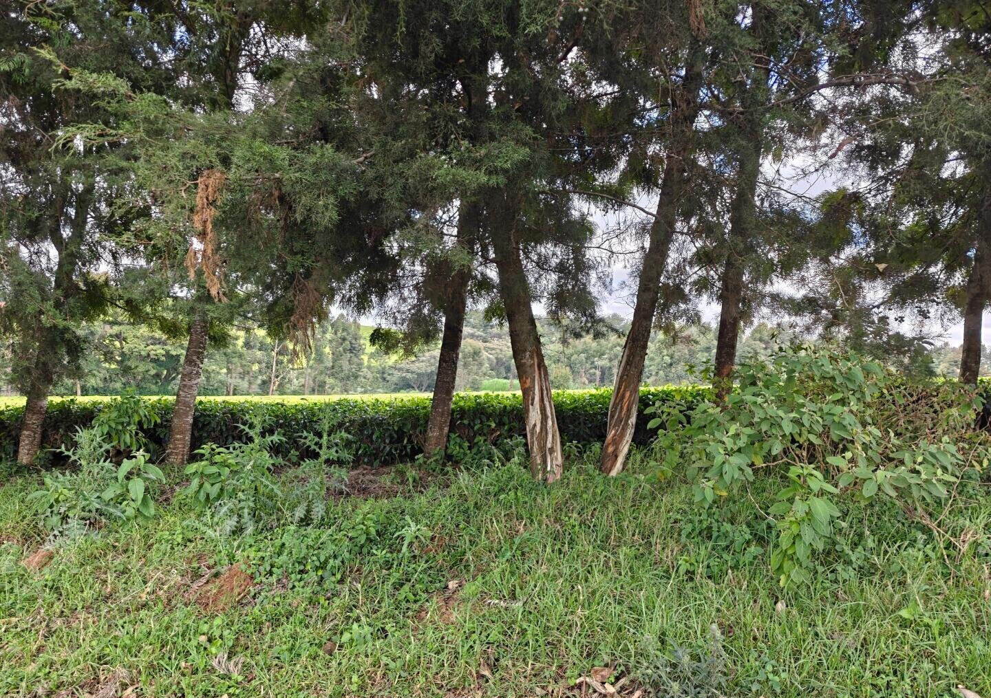 12.5-Acre Garden Land with Parking - Kiambu